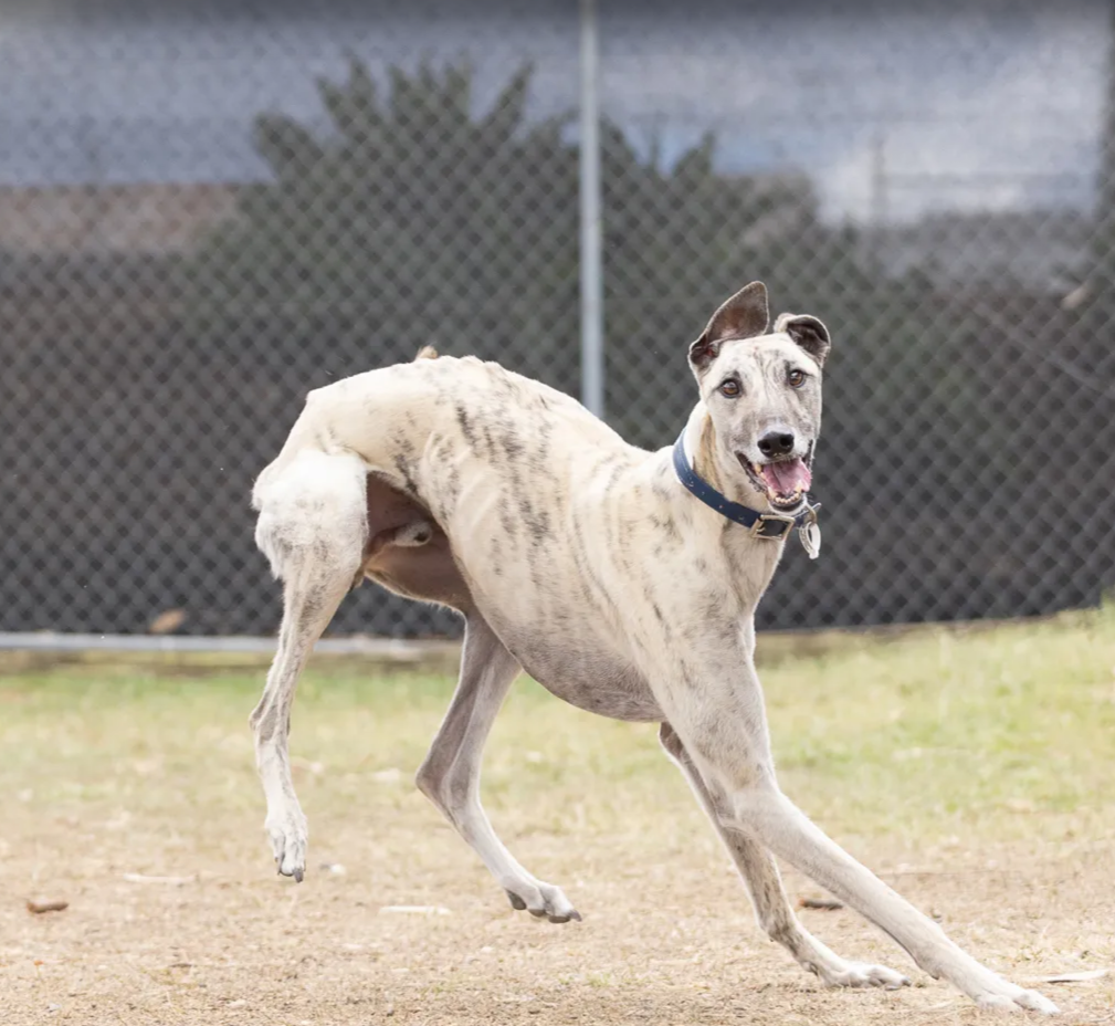 Ghost, a fawn brindle Greyhound